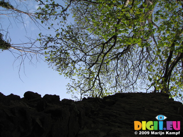 SX05329 Budding tree over Candleston Castle wall